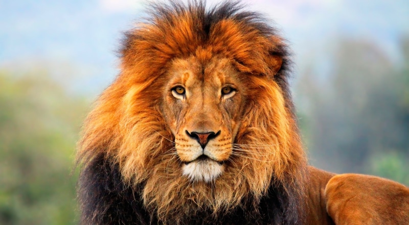 no people, feline, lion king, nature, cat, big cat, animal head, wildlife, Photography, Wild, brown, animals in the wild, animal themes, animal wildlife