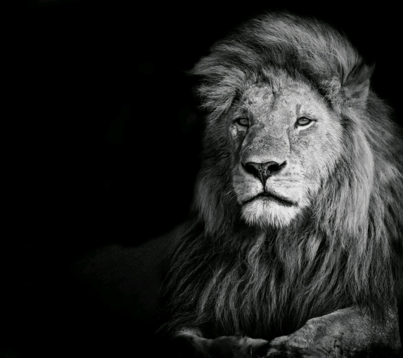 animal, looking away, animals in the wild, illustration, mammal, no people, 2K, photography, studio shot, one animal, looking, vertebrate, lion, animal wildlife