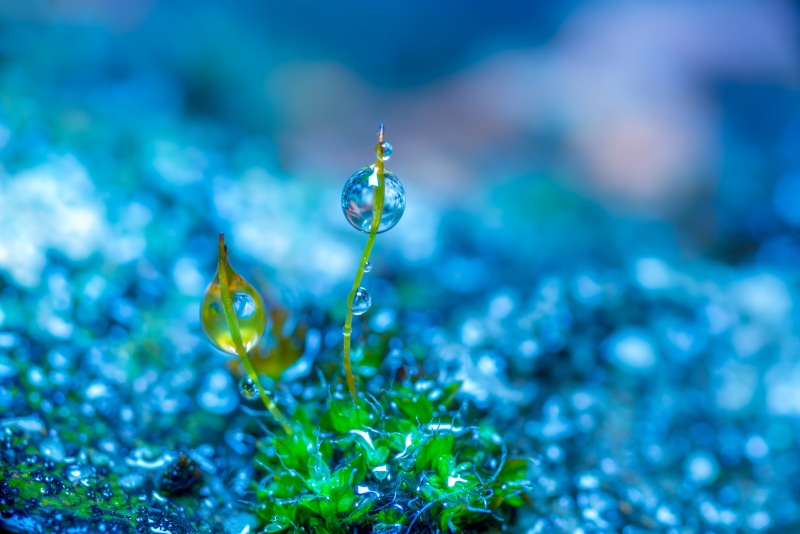 plant, decoration, droplets, outdoors, defocused, flowing water, water drops, green, growth, photo manipulation, no People, close-up, dew, drop, depth of field