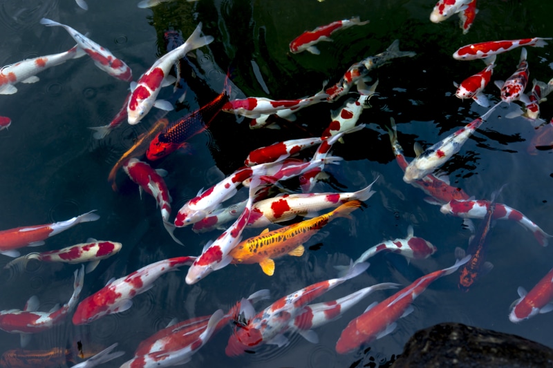 pond, school of fish, aquatic animal, fish, Koi Fish, swimming, animal wildlife, animal, sea, animals in the wild, large group of animals, vertebrate, no people