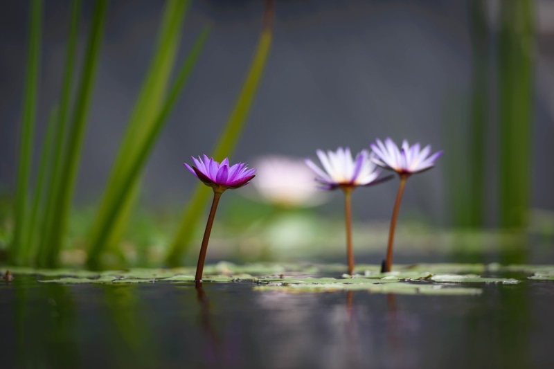 summer, lotus Water Lily, white, plant, lotus, Pond, close-up, flower, selective, Lotus Flower, 5K, flower Head, purple, Nature, leaf, petal, Lotus Flowers