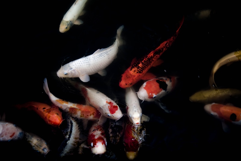 underwater, animal, fish, black background, vertebrate, close-up, sea, group of animals, carp, sea life, koi, animals in the wild, no people, water, swimming