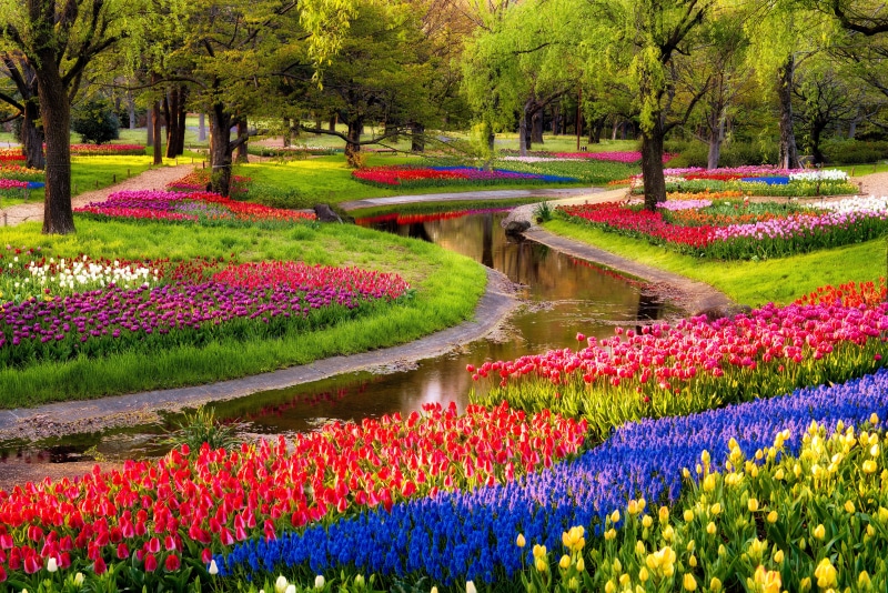 tulip, flowers, flowering plant, pink Color, lake, tree, spring, green Color, 5K, day, landscaped, summer, no People, sunrise, plant, ornamental Garden