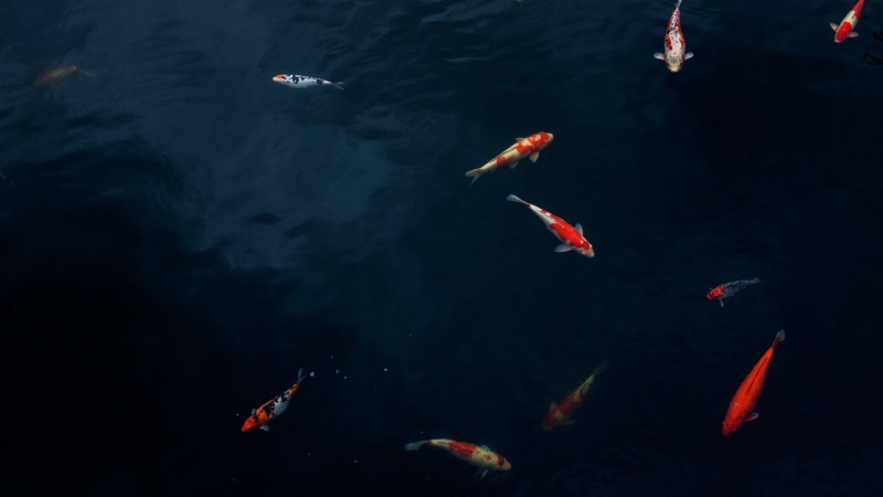 koi, pond, water, nature, fish, outdoors, carp, 4K