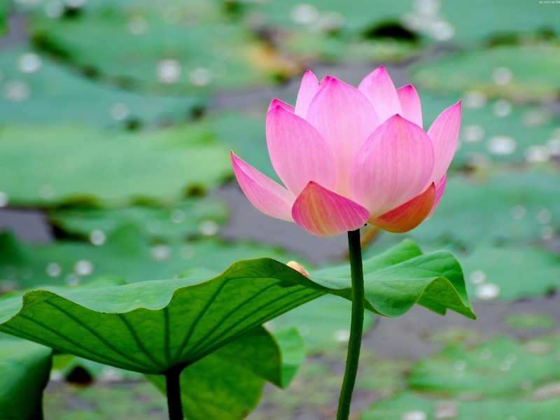 beauty In Nature, summer, floating On Water, leaf, aquatic, yellow, plant, tropical Climate, inflorescence, season, flower Head, fragility, tranquil Scene