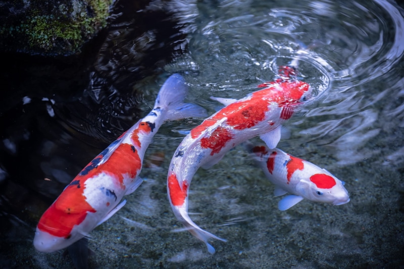 marine, multi Colored, group of animals, nature, koi, school of fish, sea life, no people, swimming, orange Color, vertebrate, animal wildlife, animal