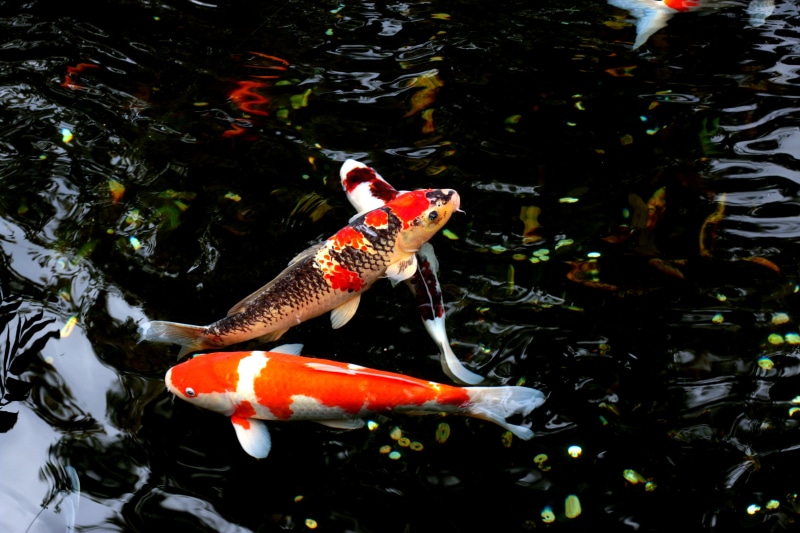 school of fish, animal wildlife, two, animals in the wild, yellow, sea life, garden, swimming, fishes, nature, aquatic, goldfish, group of animals, fish