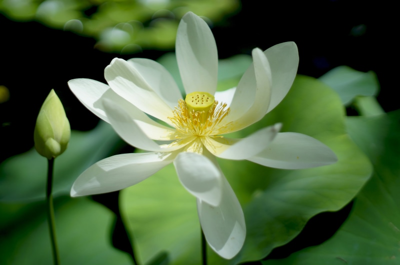flower Head, flower  bud, Lotus blossom, leaf, beauty In Nature, petaled, blossom, water Lily, white, petal, flower, nature, lotus, plant, lotus  blossom
