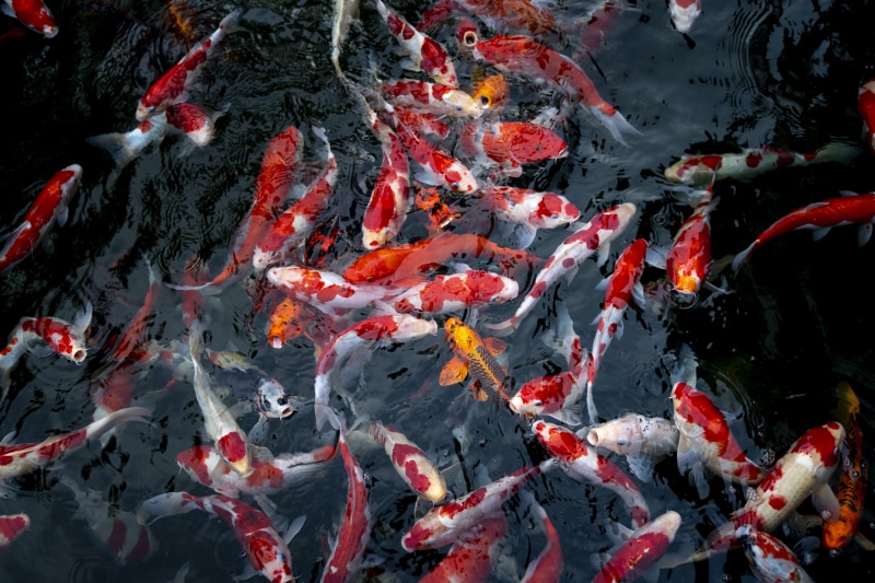 school of fish, lake, animals, vertebrate, large group of animals, orange, animal wildlife, pond, water, koi carp, koi, high angle view, swimming, group of animals
