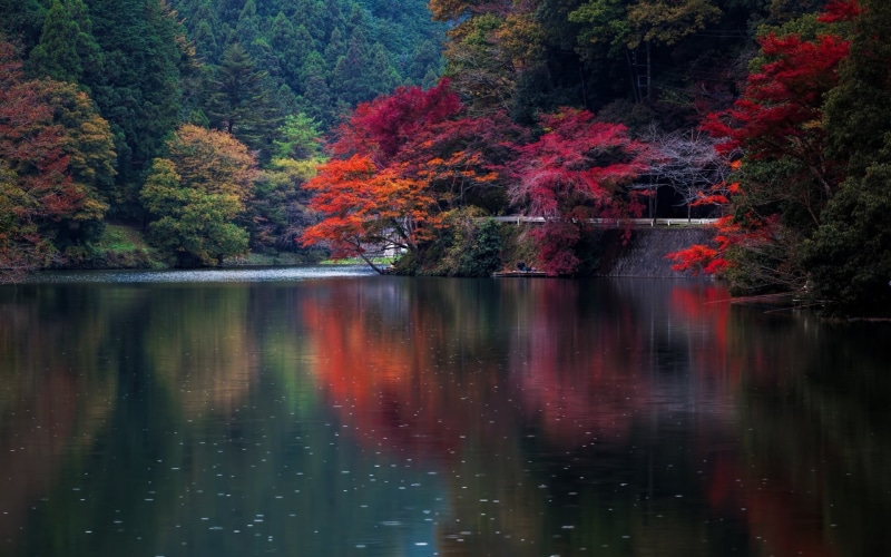 leafed, non-Urban Scene, growth, pond, trees, landscape, yellow, forest, tree, colorful, multi Colored, leaf, beauty In Nature, lush Foliage, lake, mountain