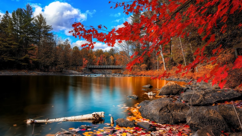 maple Tree, leaf, tranquil Scene, water, japanese Fall Foliage, tranquility, woodland, japan, wood - Material, river, bridge, growth, change
