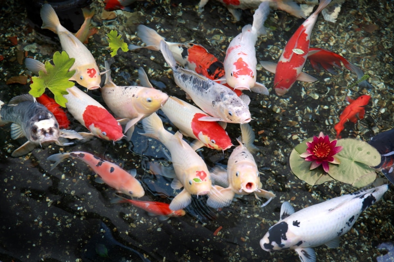 koi carp, animal wildlife, school of fish, pond, large group of animals, vertebrate, group of animals, animal themes, Lily, school, fish, swimming, high angle view