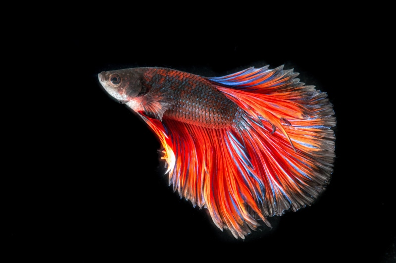 indoors, fish, fish thailand, battle, sea life, animal themes, black, vertebrate, studio shot, profile view, sea, full, fish stripes, marine, multi colored