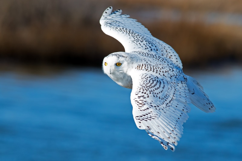owl, animal themes, bird of prey, sea, close-up, white owl, snowy owl, animal, animal wildlife, gray, seagull, water, marine, 1080P, flight, wings, day