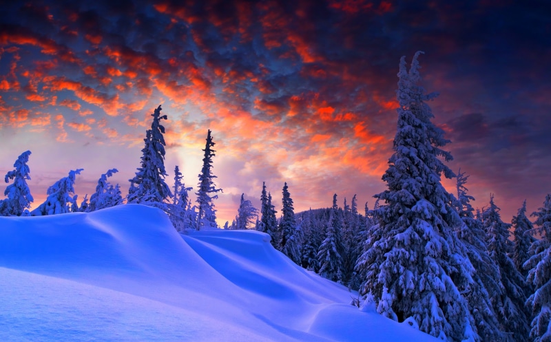 pine tree, plant, beauty in nature, tree, scenics - nature, mountain, climate, Landscape, tranquility, Snow, Seasons, digital, tranquil scene