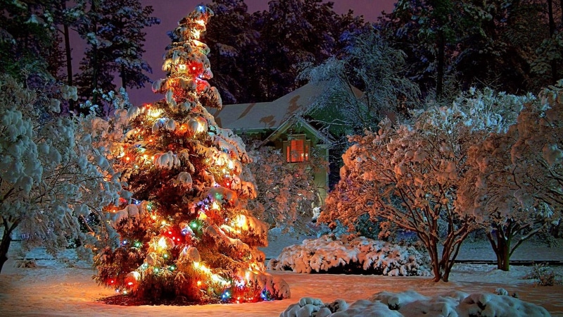 1080P, conifer, garden, christmas decoration, christmas day, spruce, cold temperature, pine, christmas eve, holiday, event, fir, plant, snow, celebration