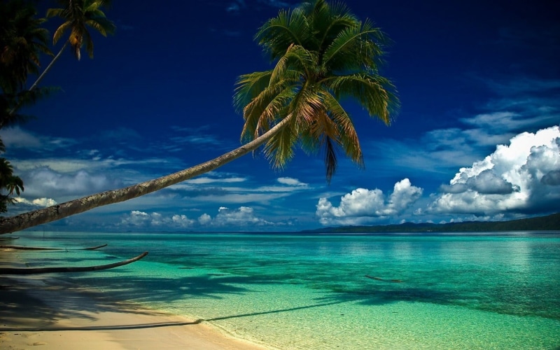 tropical, tranquil scene, tranquility, horizon, sky, sea, water, beauty in nature, outdoors, palm trees, coconut palm tree, blue, horizon over water, tree