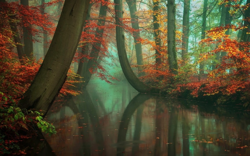 tranquility, leaf, gold Colored, maple Tree, land, vibrant Color, reflection, river, red, fall, lake, 1080P, branch, water, season, multi Colored, tree trunk