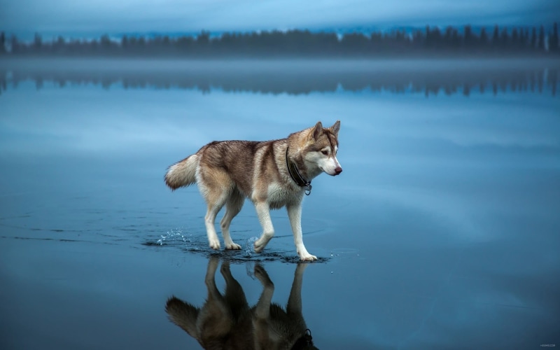 pets, water, winter, alone, canine, animal, landscape, blue, forest, no people, trees, vertebrate, 1080P, domestic, animal themes, depth of field, husky
