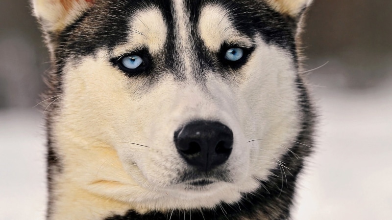domestic animals, whisker, animal nose, eye, animal mouth, Siberian Husky, looking at camera, close-up, dog, purebred dog, vertebrate, sled dog, portrait