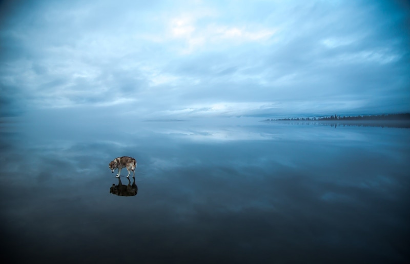 winter, lake, dusk, sky, animal themes, scenics - nature, animals in the wild, 2K, day, grey, brown, d, Siberian Husky , tranquil scene, real people