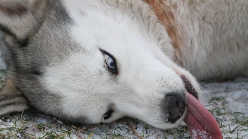 hair, animal themes, Siberian Husky , pets, animal eye, husky, siberian, animals, resting, canine, one animal, gray, white, close-up, snout, lying down