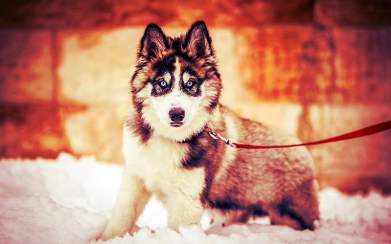 looking at camera, mammal, 720P, black, vertebrate, small, sled dog, domestic animals, winter, purebred dog, portrait, sitting, domestic, one animal, husky