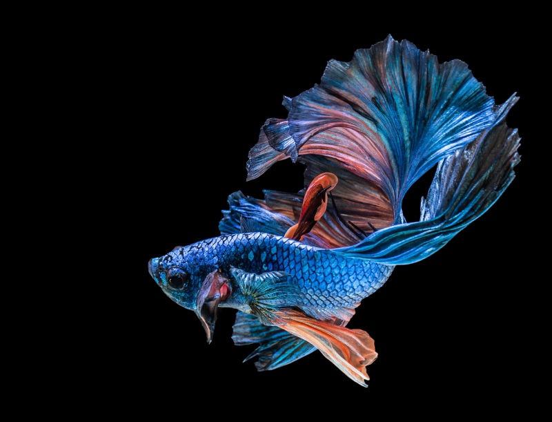 animal body part, fish, no people, animal, backgrounds, fish Tank, siamese Fighting Fish, side view, betta, pets, black background, motion, swimming Animal