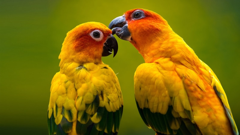 red, ultra, togetherness, mobile, animal themes, animals in the wild, group of animals, outdoors, 4K, perching, hd, yellow, phones, bird, head