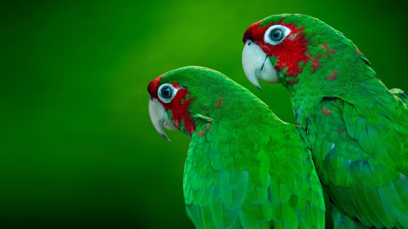 two animals, outdoors, bird, phones, perching, parrot, hd, vertebrate, known, green color, close-up, nature, group of animals, green, amazon