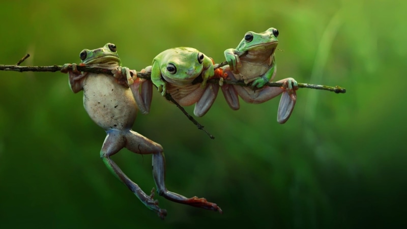 animals, frog, focus on foreground, bird, macro, branch, vertebrate, selective, looking, frogs, animal wildlife, trunk, full length, photography, small