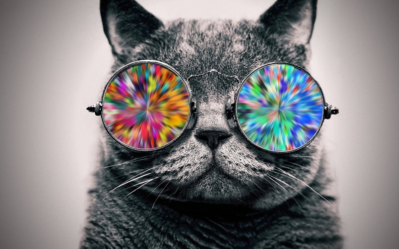 mammal, indoors, close-up, wearing, gray, one person, vertebrate, eye, sunglasses, selective coloring, one animal, glasses, digital art, 1080P