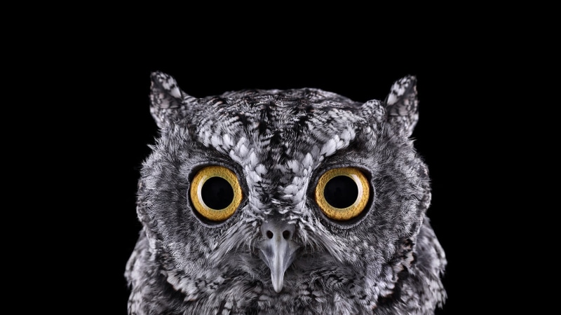 black background, eyes, animals, animal, macro, one Animal, bird of Prey, animal mouth, dark, vertebrate, focus, backgrounds, mouth open, owl, animal wildlife