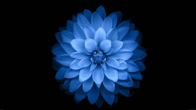 flower, growth, vulnerability, fragility, studio shot, indoors, cut out, beauty in nature, blue, 1080P, bunch of flowers, flowers, no people, black background
