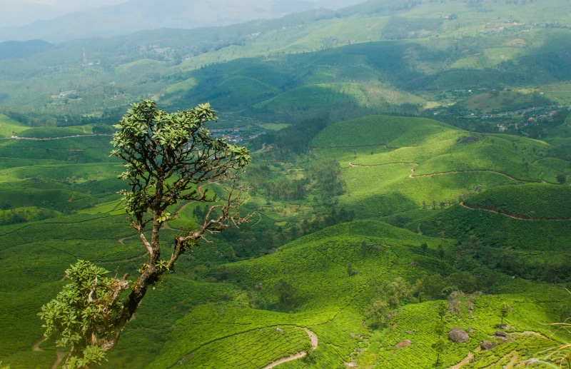 Feels like, kerala, tea  estate, sky, green mountain, trekking, green Color, asia, india, munnar, scenics, outdoors, hill, agriculture, nature, tree, 4K