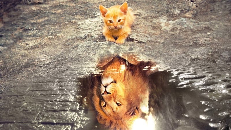 courageous, animals, 1080P, lion, imagination, cobblestone, baby animals, kittens, cats, reflection, water, nature, wild cat