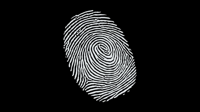 monochrome, design, minimalism, animal, black color, paper, swirl, close-up, black, white color, pattern, striped, cut out, black background, textured
