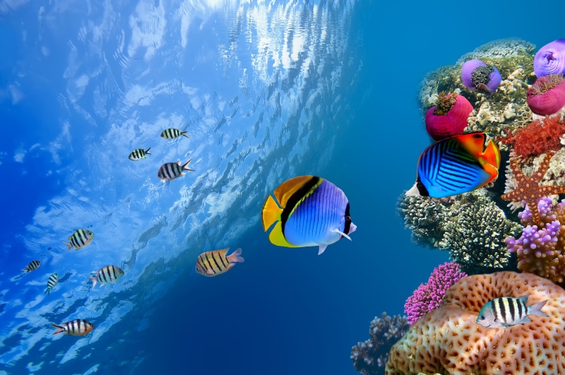 nature, fish, invertebrate, underwater, blue, snorkeling, animal, 8K, ocean, outdoors, tropical Climate, the ocean, animals in the wild, beauty in nature