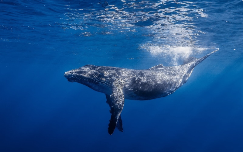 humpback whale, no people, animals in the wild, undersea, 1080P, blue, illustration, water, marine, mammal, sea life, underwater, Animals, Whale, aquatic mammal