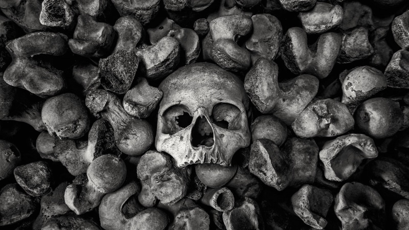 no people, 1080P, full frame, human skeleton, large group of objects, still life, human representation, indoors, backgrounds, monochrome, bone, skull