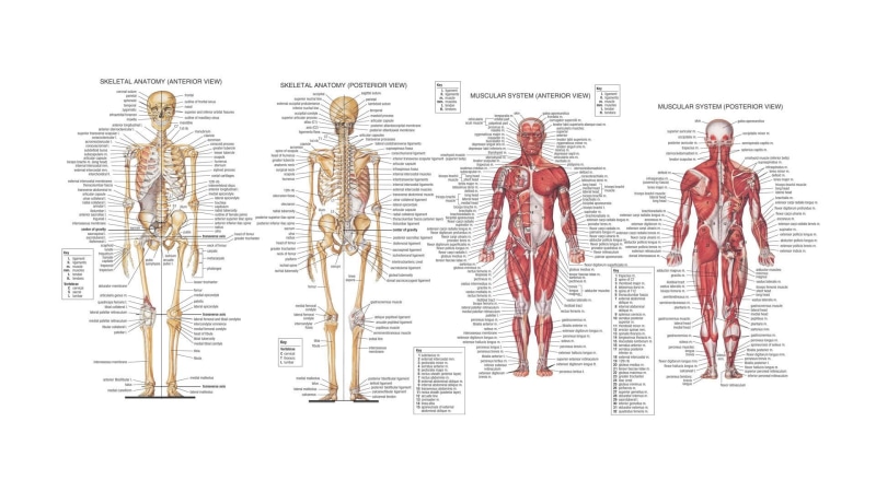 hd, anatomy, body, 1080P, human, muscles, bones