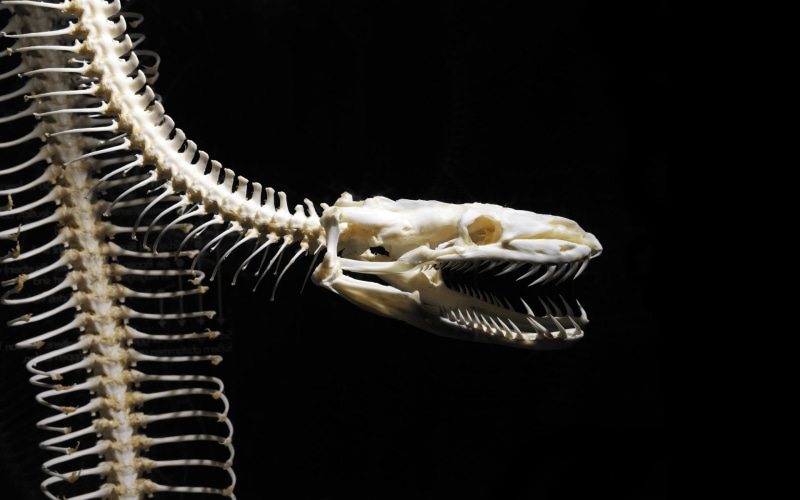 hd, skeleton, snake, skull, animals, black, bones, 1080P