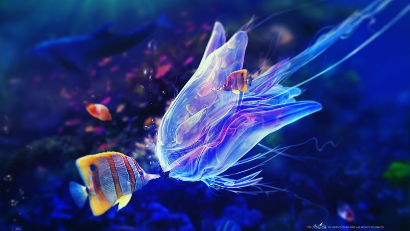 1080P, no people, animal themes, underwater, swimming, animal, kissing, undersea, water, sea, purple, aquarium, animals in the wild, digital art, Adam Spizak