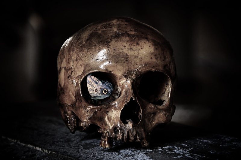 spooky, digital art, horror, skull bone, eye, moth, gloomy, cemetery, animal, body part, darkness, beetle, weird, rest, single object, mortal, fly, still life