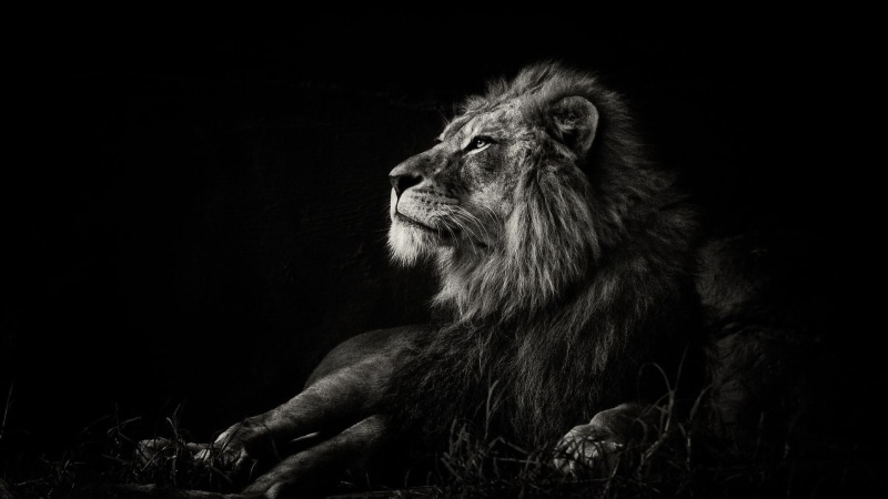 black, black and white, lion, wildlife, monochrome, whiskers, 1080P, mammal, big cat