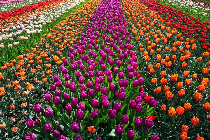 flowering plant, vibrant Color, agriculture, netherlands, day, multi Colored, green Color, land, tulip, inflorescence, flowers, springtime, gardening, purple