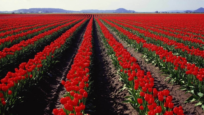 flowerbed, lower Mainland, scenics, fielf, vibrant Color, 1080P, yellow, flowering plant, tulip, multi Colored, british Columbia, land, sunlight, rural Scene