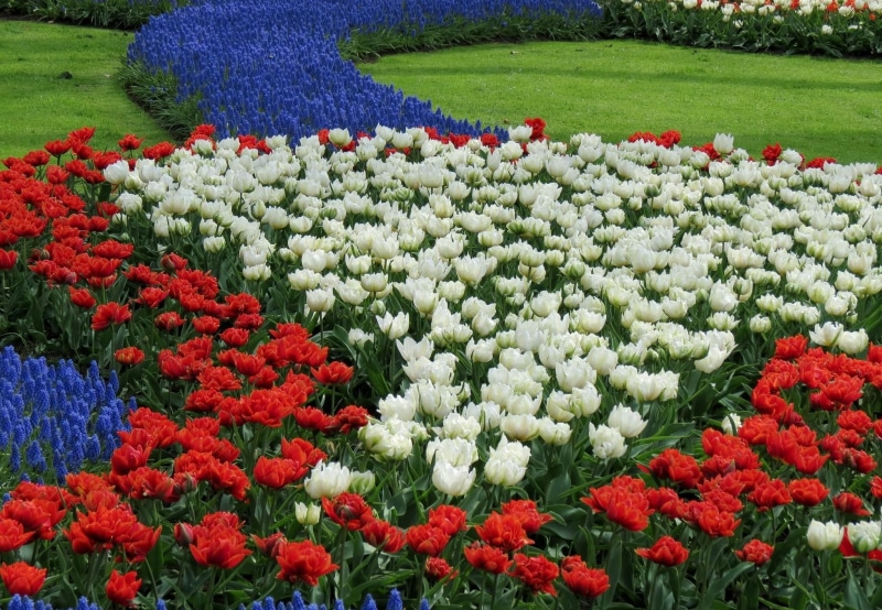day, backgrounds, tulips, netherlands, outdoors, landscape, lower Mainland, multi Colored, color, green Color, flower, vulnerability, no People, keukenhof Gardens
