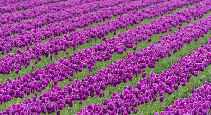 summer, tulips, vulnerability, freshness, flowering plant, blue, lavender, gardening, flowerbed, non-Urban Scene, landscape, multi Colored, environment