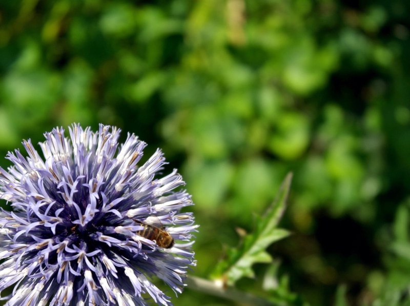flower  hill, Bug, contrast, land, high, close-up, sky  blues, darkness, Purple Flower, trees, summer, uk mainland, tilt, lens, Photo Stream, yellow, focus